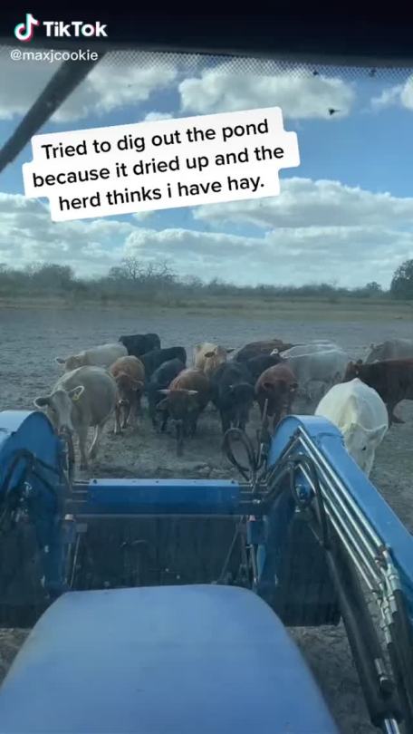 fieldbears:ceekari:unpretty:megan-mayhem:@unpretty it’s DIRTunmute for comically aggrieved farmer reblogging for the second time because I still laugh uncontrollably. in my mind the cows are trying to be gracious about their strange gift. ‘yes we