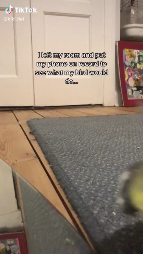 tiktoks-repost: