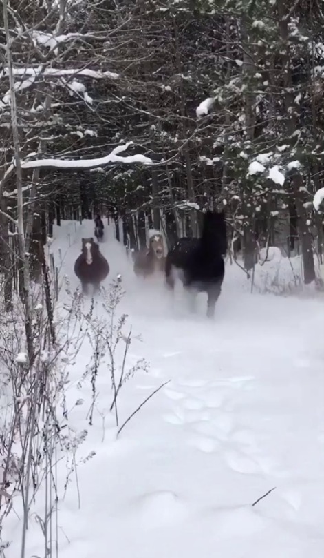someo1ne:  Horses running in the snow  