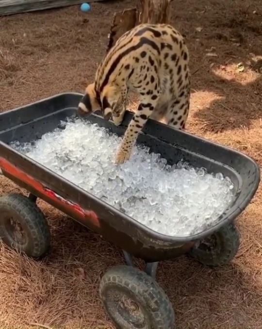 babyanimalgifs:Serval’s first time seeing ice! (Source)