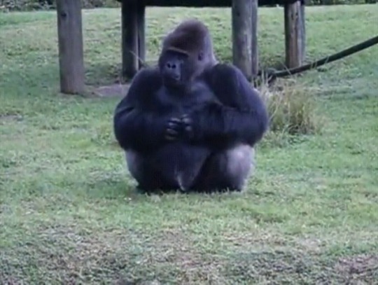 babyanimalgifs:Lowland gorilla at Miami zoo uses sign language to tell someone that he’s not allowed to be fed by visitors. (Source)