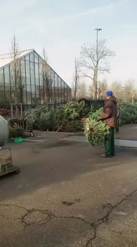 scatter-brain-at-work:a-sleepy-dragon:nureyev313:thatswhywelovegermany:thatswhywelovegermany:‘Tis the season againThe pine tree will provide nourishment for him as he slumbers in his nylon cocoon, ready to emerge next winter and rebuild his christmas