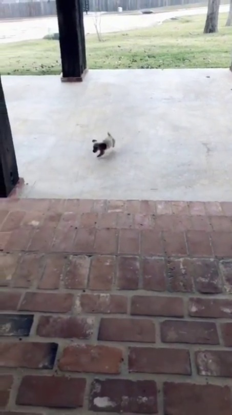 everythingfox:  Little puppy big steps(via)