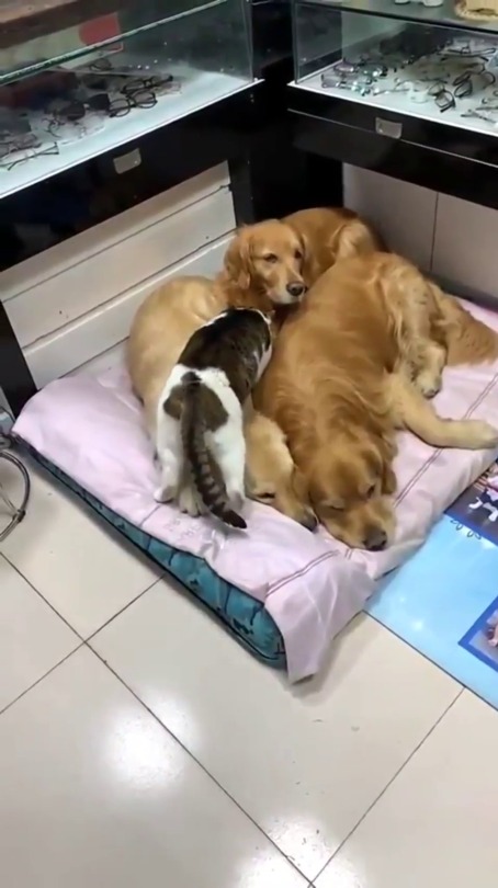 everythingfox:doggy bed(via)