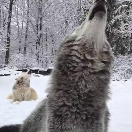 wolveswolves:Winter wolf howls by Wolf Conservation Center