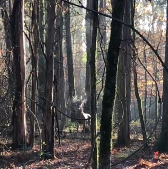 sixpenceee: Hunter scared off a doe being pursued by this whitetail buck. Buck is