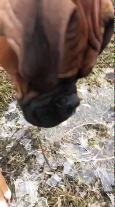 babyanimalgifs:  “Here human, I help crunch for you“ (Source)