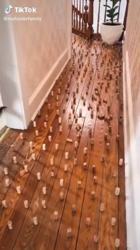 justcatposts:Wait for the last one 😹 video by @candidcricket