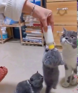 habkeinbock:happifying-things:momma cat is unconcerned🎥 by jasontaken   Gonosz