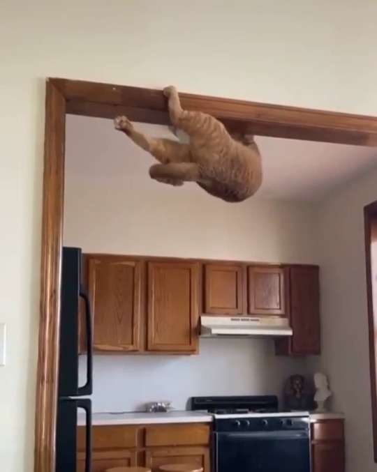 fluffygif:  Mission impossible