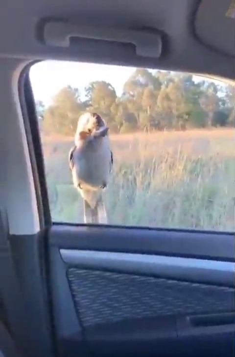 randomslasher:bygodstillam:splend-42:cundtcake:kookaburra refusing to budge   Kookaburra