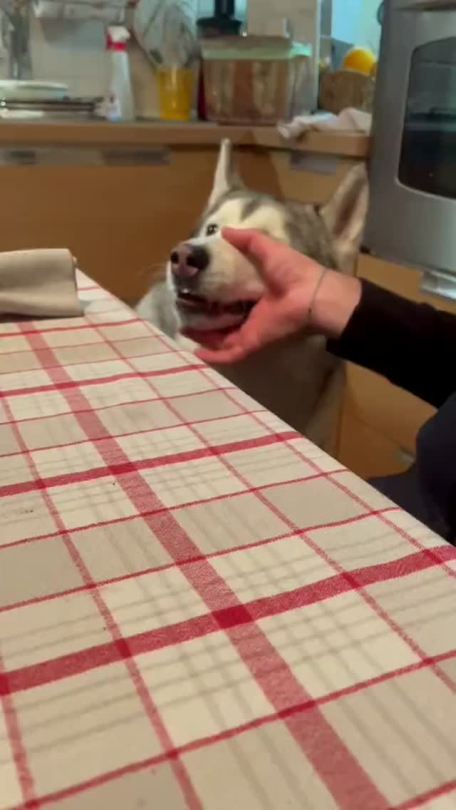somecutething:Blah blah blah blah blah (via Ikerlife_The_Siberian) 