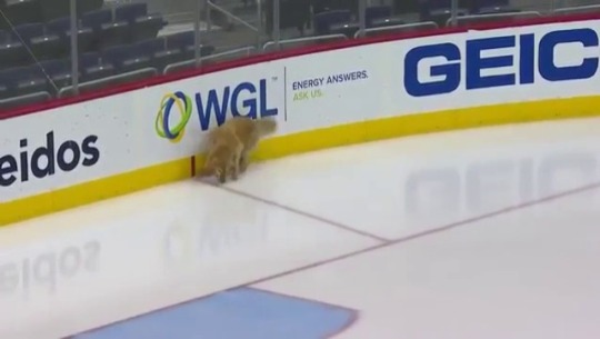 teapotsahoy:cyprinella:everythingfox:“retriever plays fetch on ice before NHL game”(via)