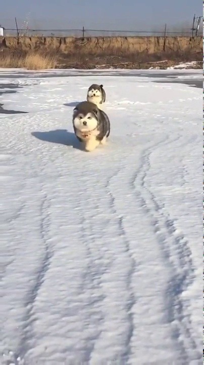 fluffygif:   Malamute Pups 😍  