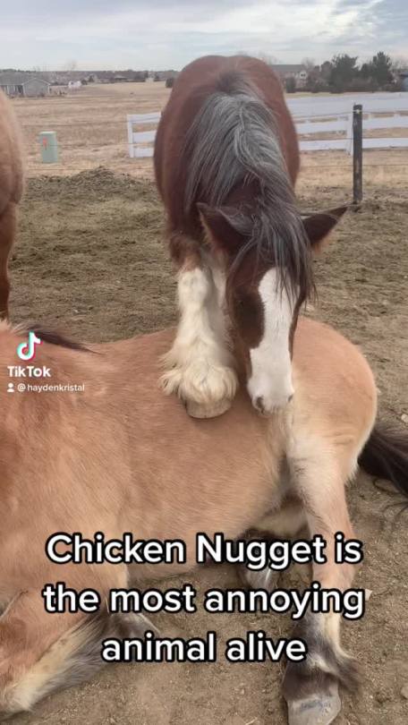 pinkmanthedog:Chicken Nugget is so fucking annoying