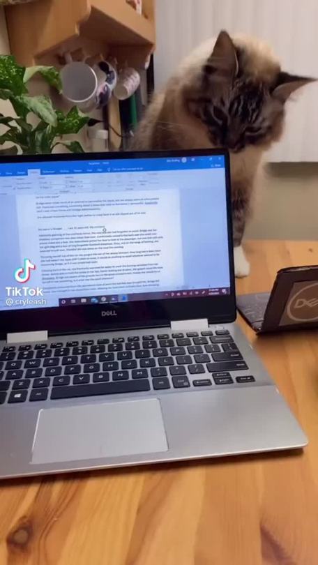 tianella:jeanjauthor:tiktoksforlosers:XThere is so much going on here, the fact she made a laptop mockup for her own cat, the fact that she put the “google images of birds” on it, the fact that the cat KNOWS it’s the cat’s “laptop,” the fact