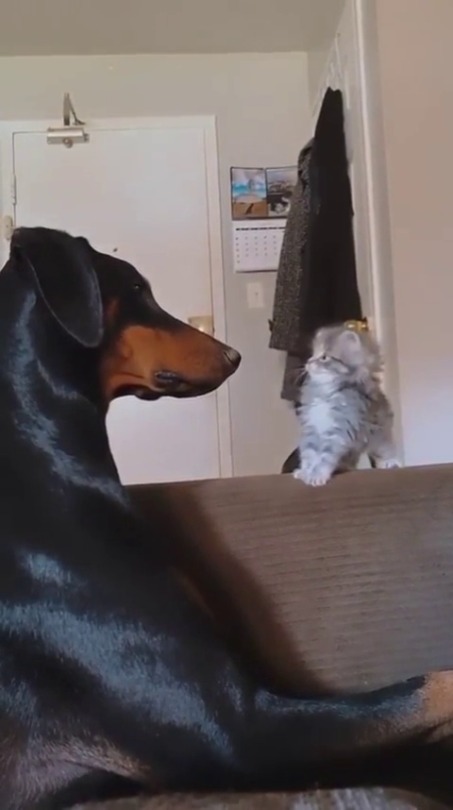 thefuzzydave:  thenatsdorf:Boop. bøøp
