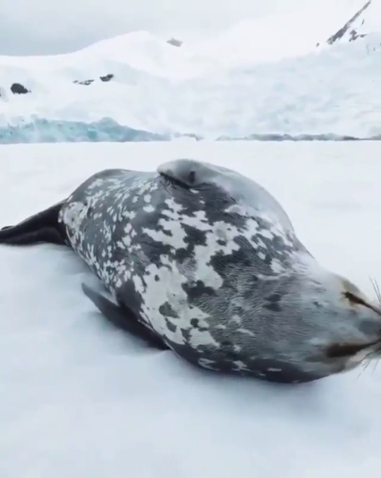 sirartwork:everythingfox:    Weddell Seal vocalizing while asleep(via)   reblog for noises