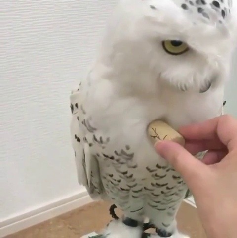 sixpenceee:   How insanely fluffy a Snowy Owl is | source                                 Why isn’t it helps free?￼