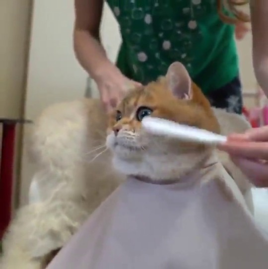 catsofinstagram:From @hosico_cat: “How beautiful to comb a cat 🐈” #catsofinstagram ⁠ ⁠  [source: https://instagr.am/p/CLIl0guHn6l/ ]