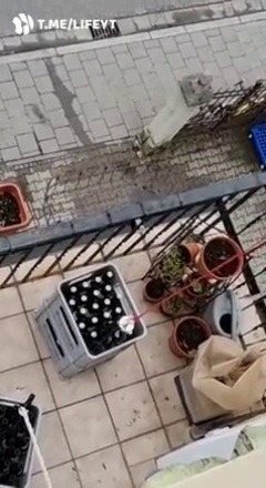 notfastjustfuriouss:chirmartir:Ch😂   Rough translation “are you trying to bullshit