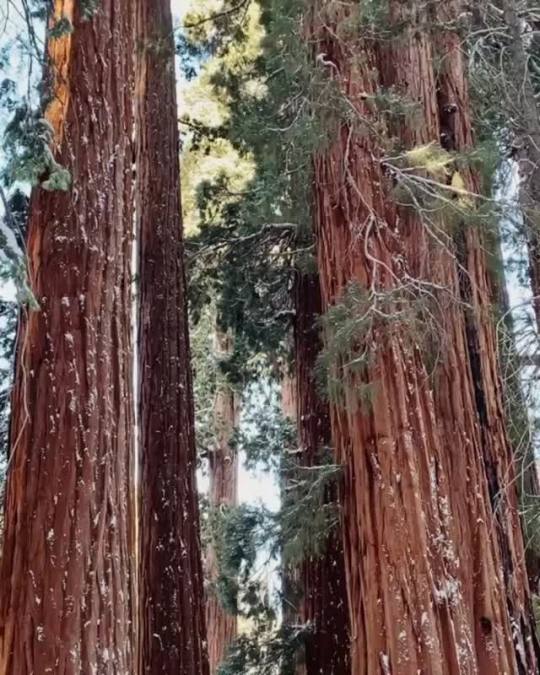debelice:Sequoias with human for scale 