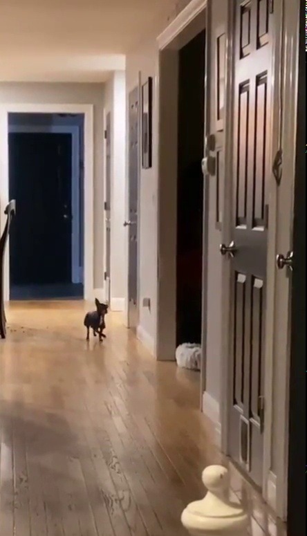 jaubaius:  Dinner Patrol