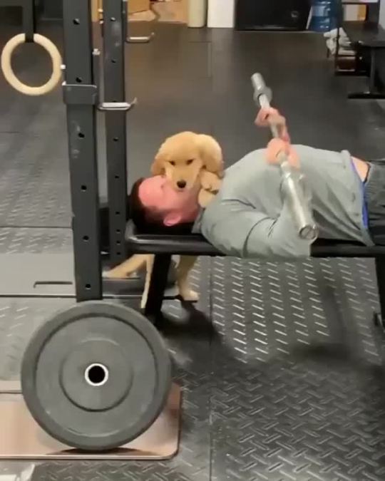 fields-of-arbol:babyanimalgifs:“I don’t think that’s what they meant by get a Spot.” (Source)I wish I had a gym partner like that!