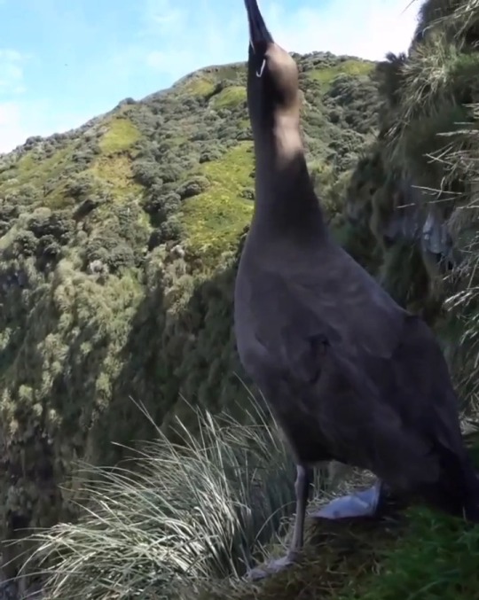 birds-and-friends:  Ever wondered what a Sooty albatross sounds like? Gough Island
