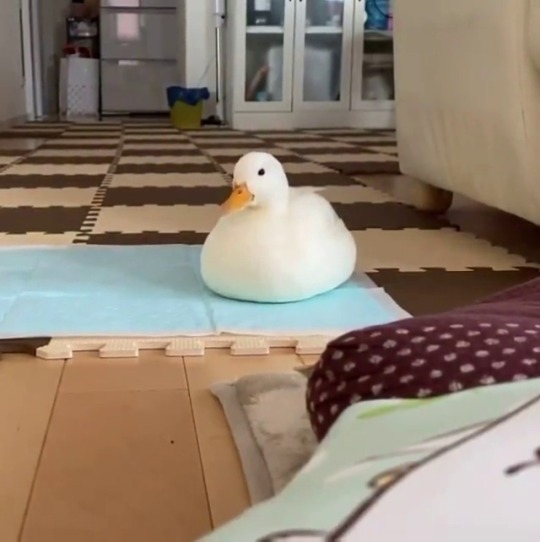 fluffygif:  He became round   