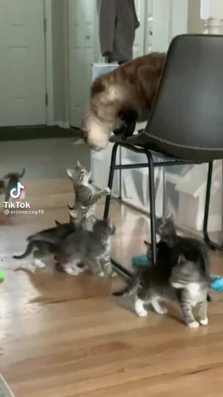 catasters: