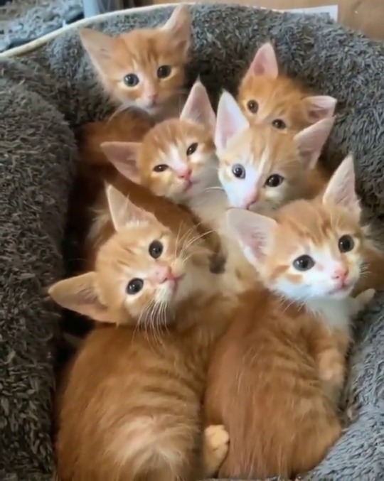 catsofinstagram:From @kitty_fostering_oz Judging being done at Ginger Land…..⁠