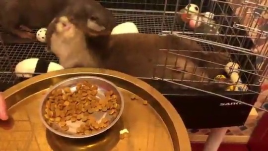 highlandvalley:  カワウソの食事風景見てると悩み事とか、もう色々どうでもよくなるから見てもらいたい。https://twitter.com/tyomateee2/status/1370744313605283843