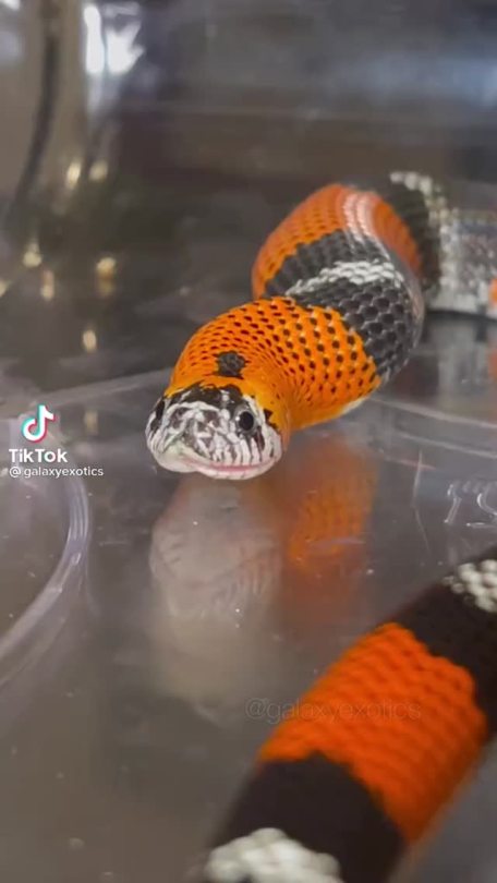 everythingfox:Wise words from snek