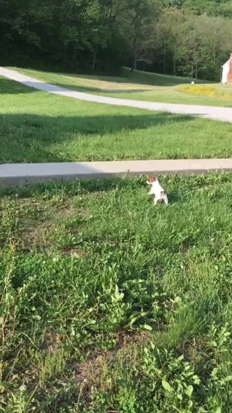everythingfox:Puppy makes a new friend(via)