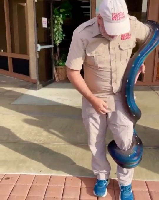 cutereptiles:fluffygif:  An Iridescent Python with polka dots.   What a pretty noodle!