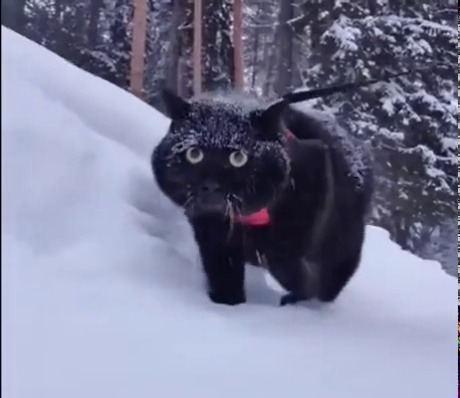 aztatine219:video description: a black cat on a leash walking in the snow. the audio is the song “given up” by linkin park, and the beat is synchronised with the cat’s steps. end vd