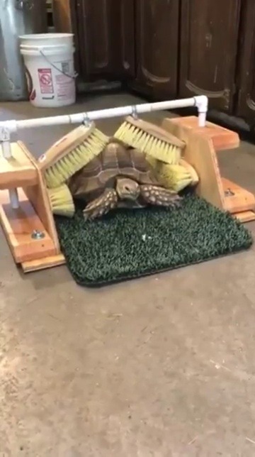 jaubaius:  Tortoise shells have nerve endings and are sensitive to the slightest touch. This tortoise at Badger Run Wildlife Rehab loves to feel her shell scratched, so a kind volunteer made her a scratching device.  Credit: Badger Run Wild Rehab /