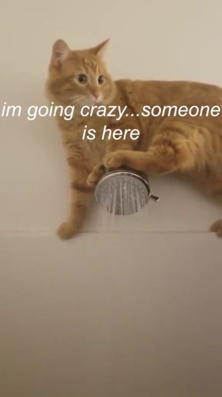 deadcatwithaflamethrower:  he-who-ships:hatchan:thenatsdorf:Checking the water temp. (via)    @deadcatwithaflamethrower My cat Slippery watched this video in ABSOLUTE FASCINATION and even tried to TALK TO THE CAT.