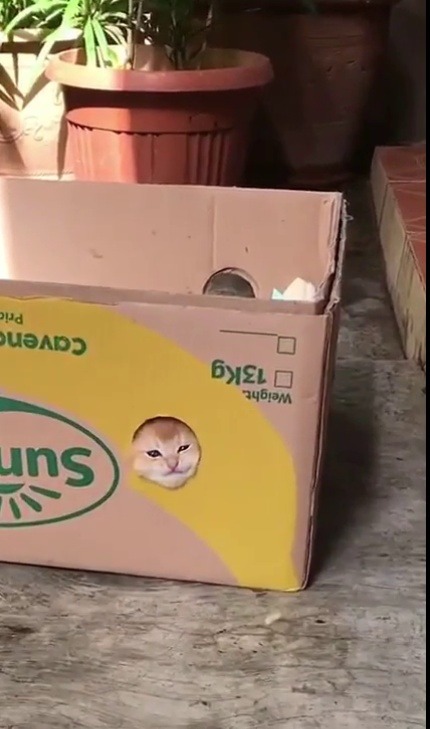 carnalreincarnated:everythingfox:Kitty fort(via) That cute little face @climbermedic 