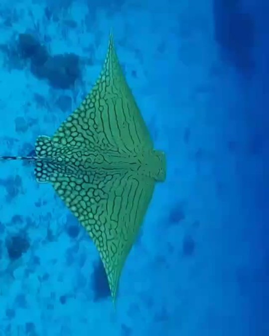 typhlonectes:strombolicious:Ornate eagle ray a.k.a. Reticulate eagle ray