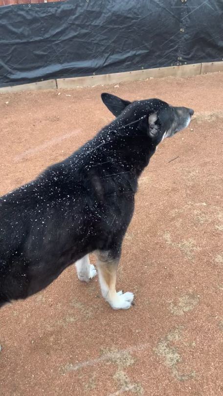 My Vincent enjoying the snow and wind about a month ago. I’m really glad he got to experience snow, I always knew he’d love it and he did. And he always loved the wind. On windy days it was always a task to get him to come back inside.He was