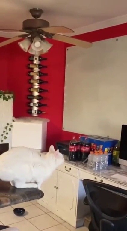 cronachediunaconvivente:  fluffygif:    Cats are simply amazing   oh mamma, pensavo facesse danno :O