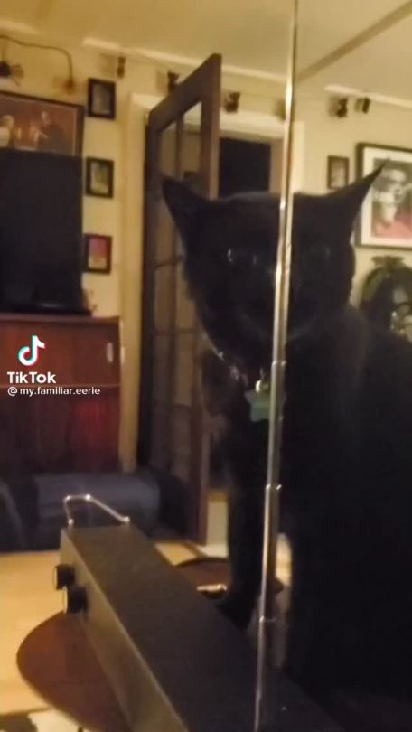 shady-business:typhlonectes:tiktokstowatch:Cat plays theremin￼