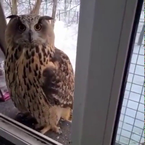 jaubaius:  Cat: “Well, I want inside, but this guy is here won’t move. So here we are.”  