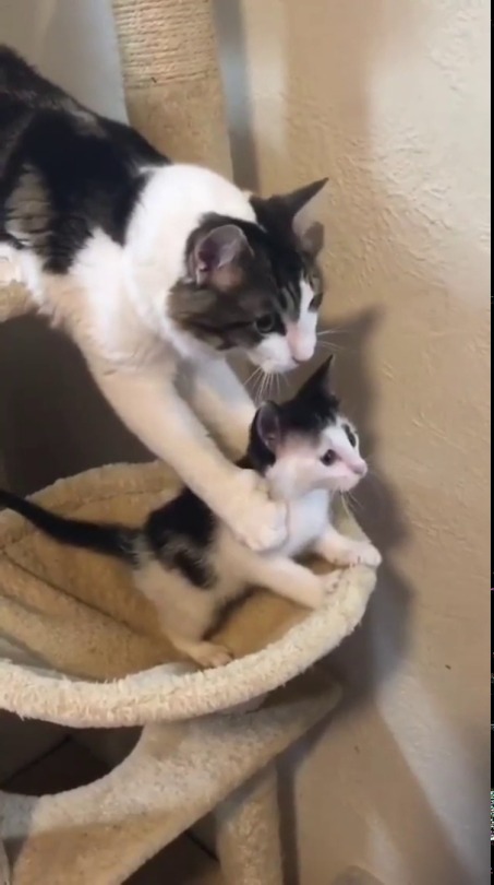 everythingfox:Cat stops her baby from falling(via)