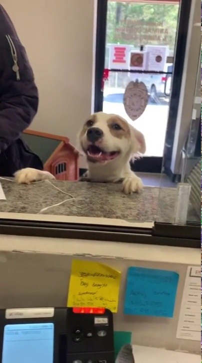 babyanimalgifs:  Shelter doggo with a huge smile being adopted (Source)