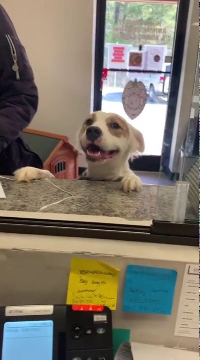 Porn photo babyanimalgifs:  Shelter doggo with a huge