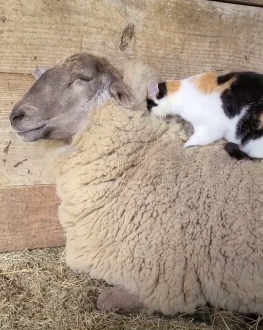 sl-walker:naamahdarling:dovewithscales:heroofthreefaces:animals-riding-animals:cat riding sheep lookin at the first few moments thinkin “what’s wrong with that foreleg? is it folded under the cat at a funny angle? is the cat missing half that leg?