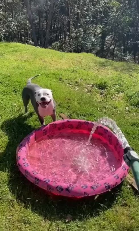 theshehulkproject:somecutething:Two types of dogs!(via CommonSchemeForYou)[video